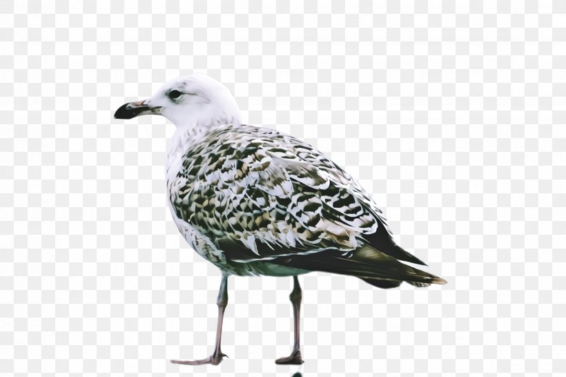Bird Beak Gull European Herring Gull Seabird, PNG, 2448x1632px, Bird, Beak, Black Bellied Plover, European Herring Gull, Gull Download Free