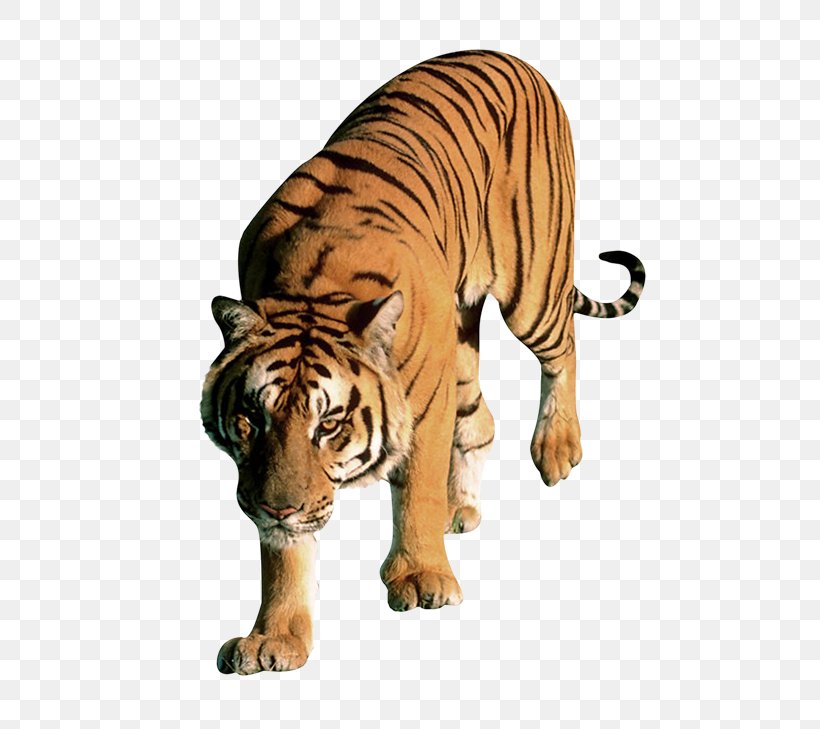 Cat Lion Bengal Tiger White Tiger, PNG, 541x729px, Cat, Animal Figure, Bengal Tiger, Big Cat, Big Cats Download Free