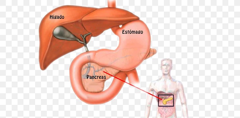 Pancreas Human Body Physiology Anatomy Pancreatic Cancer, PNG, 720x405px, Watercolor, Cartoon, Flower, Frame, Heart Download Free