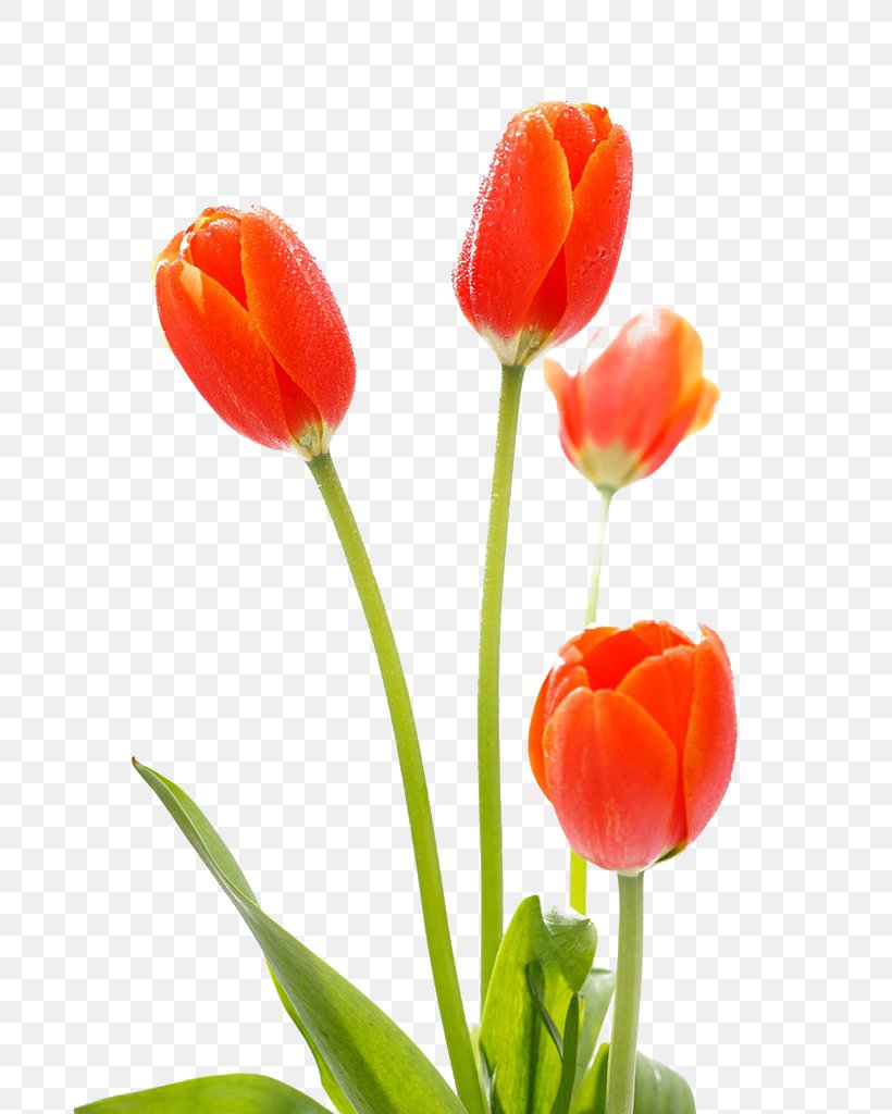 Tulip Cut Flowers, PNG, 683x1024px, Tulip, Bud, Cut Flowers, Display Resolution, Flower Download Free