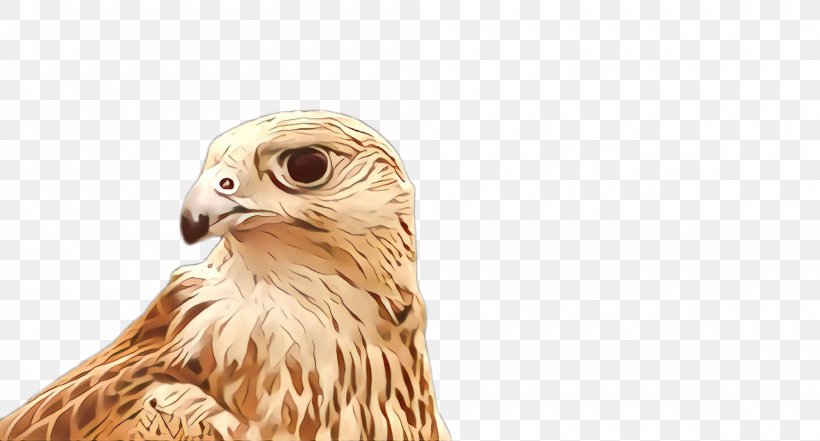 Bird Bird Of Prey Hawk Beak Falcon, PNG, 2000x1076px, Bird, Accipitridae, Beak, Bird Of Prey, Falcon Download Free