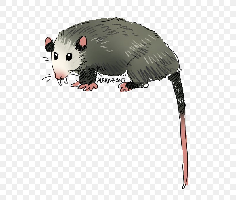 Common Opossum Snout Whiskers Computer Mouse, PNG, 600x696px, Common Opossum, Computer Mouse, Fauna, Mammal, Marsupial Download Free