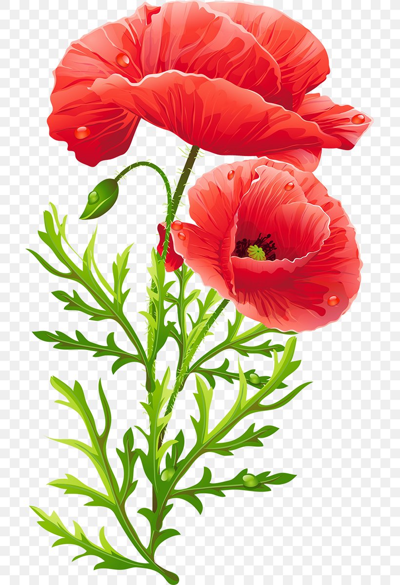 Common Poppy Flower Opium Poppy Remembrance Poppy, PNG, 715x1200px, Common Poppy, Annual Plant, Art, Artist, Coquelicot Download Free