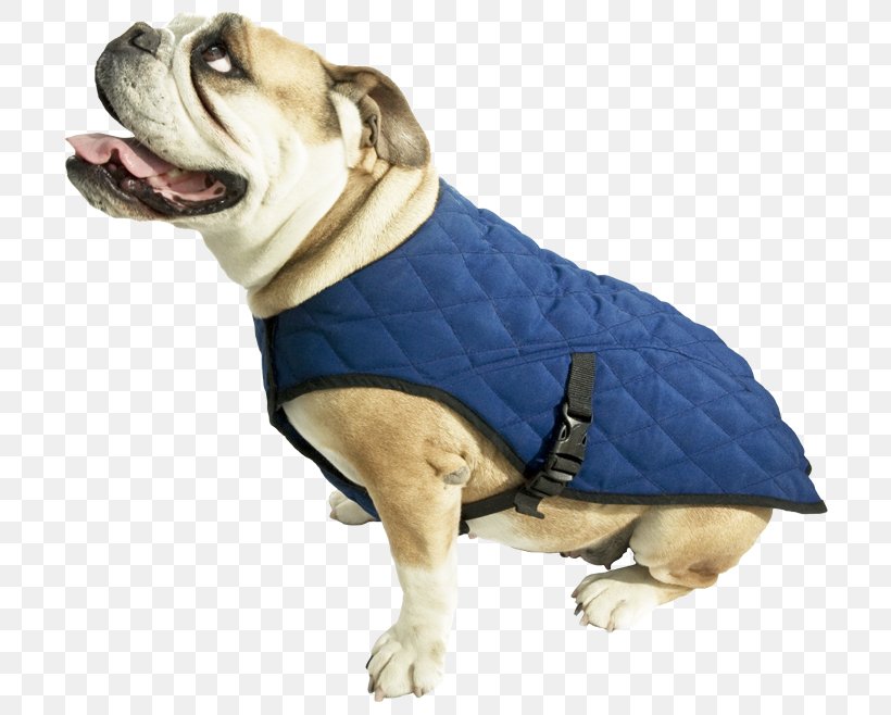 Dog Breed American Bully Collar Dingo Leash, PNG, 750x658px, Dog Breed, American Bully, Carnivoran, Cat, Clothing Download Free