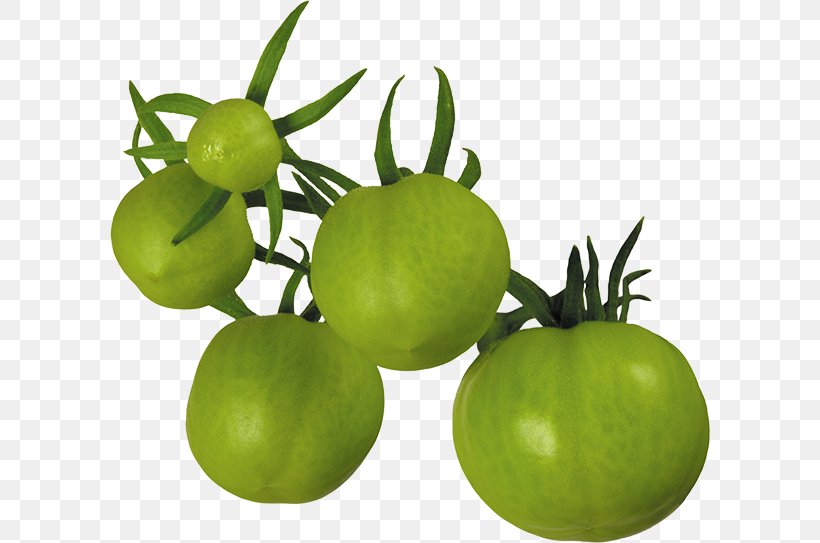 Fried Green Tomatoes Tomato Juice Tomatillo, PNG, 600x543px, Tomato, Bush Tomato, Food, Fried Green Tomatoes, Fruit Download Free
