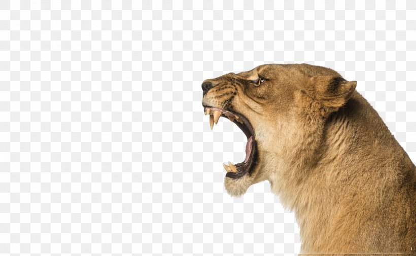 Lion Stock Photography Roar Wallpaper, PNG, 1024x631px, 4k Resolution, Lion, Aspect Ratio, Big Cat, Big Cats Download Free