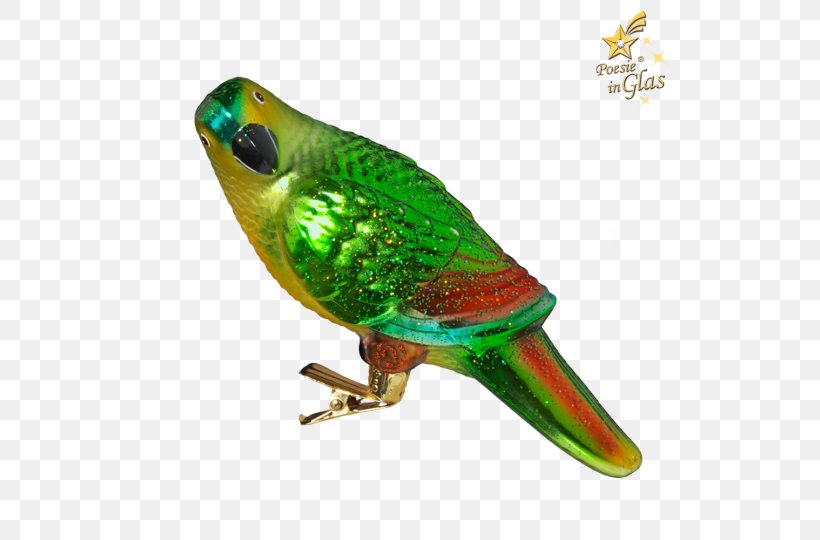 Macaw Parakeet Feather Pet Beak, PNG, 540x540px, Macaw, Beak, Bird, Common Pet Parakeet, Fauna Download Free