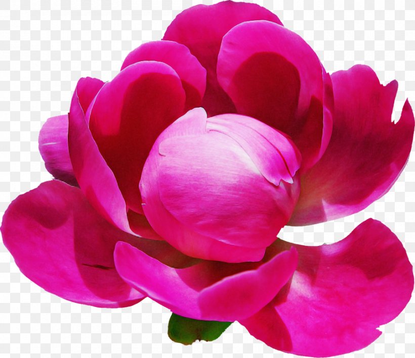 Petal Pink Flower Magenta Plant, PNG, 900x779px, Petal, Cut Flowers, Flower, Magenta, Pink Download Free