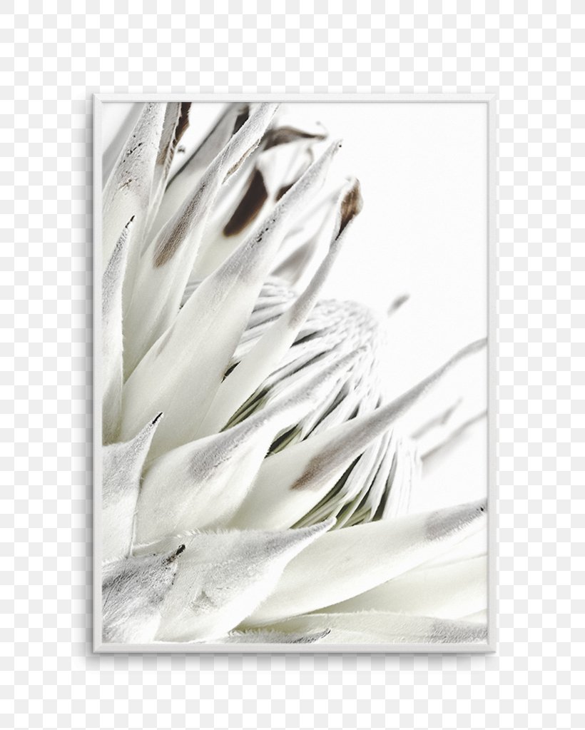 Protea Cynaroides Printing Interior Design Services Poster, PNG, 812x1023px, Protea Cynaroides, Art, Black And White, Canvas Print, Feather Download Free