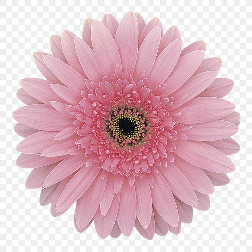 Transvaal Daisy Pink Cut Flowers Rose, PNG, 1024x1024px, Transvaal Daisy, Annual Plant, Aster, Blue, Carnation Download Free