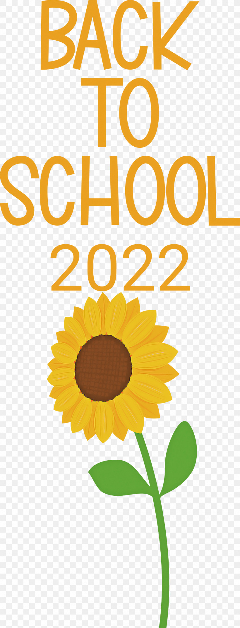 Back To School 2022, PNG, 1146x3000px, Floral Design, Cut Flowers, Daisy Family, Flower, Happiness Download Free