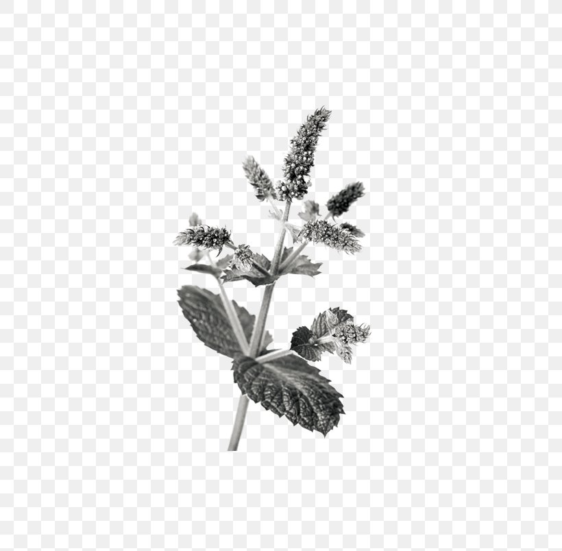 Chinese Herbology Crude Drug Medicinal Plants, PNG, 632x804px, Chinese Herbology, Black And White, Crude Drug, Female Ginseng, Herb Download Free