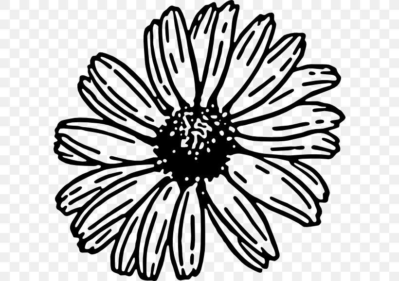 Daisy Family Drawing Barberton Daisy Clip Art, PNG, 600x579px, Daisy Family, Artwork, Barberton Daisy, Black, Black And White Download Free