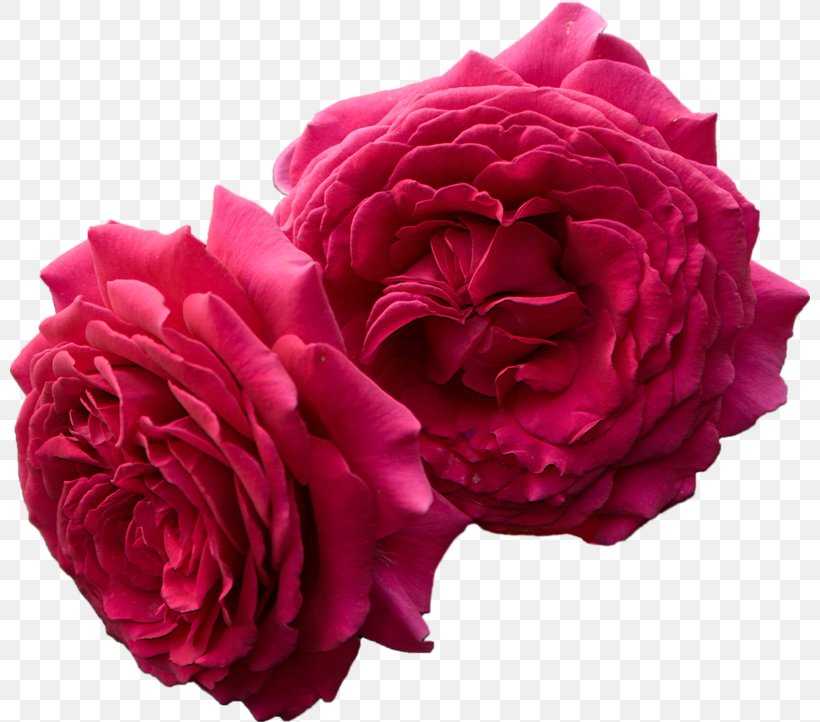 Garden Roses Cabbage Rose Floribunda Carnation Cut Flowers, PNG, 800x722px, Garden Roses, Cabbage Rose, Carnation, Cut Flowers, Floribunda Download Free