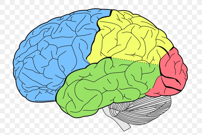 Lobes Of The Brain Frontal Lobe Temporal Lobe Occipital Lobe, PNG, 768x548px, Watercolor, Cartoon, Flower, Frame, Heart Download Free