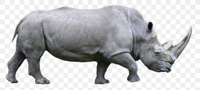 Rhinoceros Clip Art, PNG, 1024x463px, Rhinoceros, Animal Figure, Black Rhinoceros, Cattle Like Mammal, Fauna Download Free