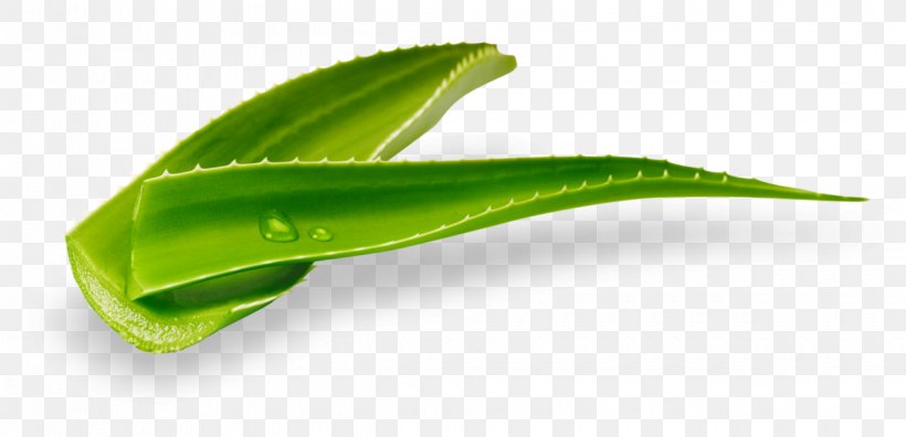 Aloe Vera Skin Human Body ELITE ALTA FITOCOSMESI Industrial Design, PNG, 1240x600px, Aloe Vera, Argan Oil, Beauty, Catalog, Ginkgo Biloba Download Free