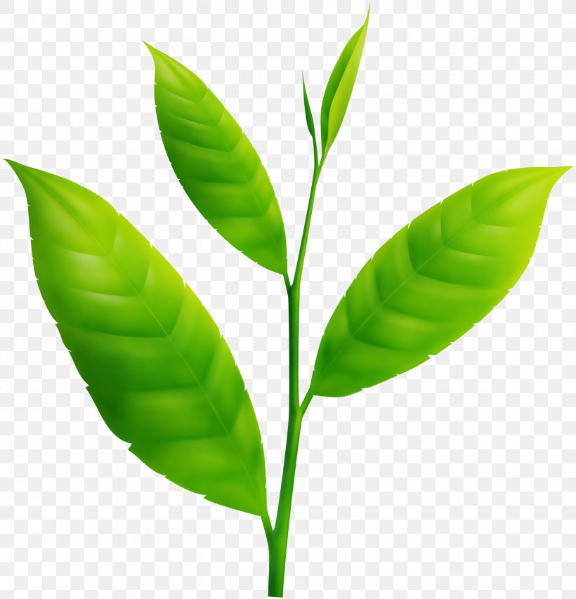 Leaf Plant Stem Plant Biology Plant Structure, PNG, 2883x3000px, Watercolor, Biology, Leaf, Paint, Plant Download Free