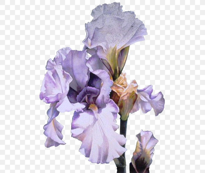 Orris Root Clip Art Irises Flower GIF, PNG, 526x693px, Orris Root, Blog, Centerblog, Cut Flowers, Flower Download Free