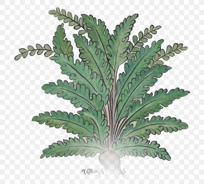 Fern Flowerpot Leaf Herb, PNG, 744x738px, Fern, Ferns And Horsetails, Flowerpot, Herb, Herbalism Download Free