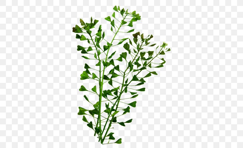 Herbaceous Plant Subshrub Plant Stem Herbalism, PNG, 500x500px, 2017, Herbaceous Plant, Advertising, Branch, February Download Free