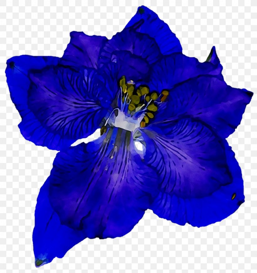 Violaceae Cut Flowers, PNG, 1177x1251px, Violaceae, Blue, Cobalt Blue, Cut Flowers, Delphinium Download Free