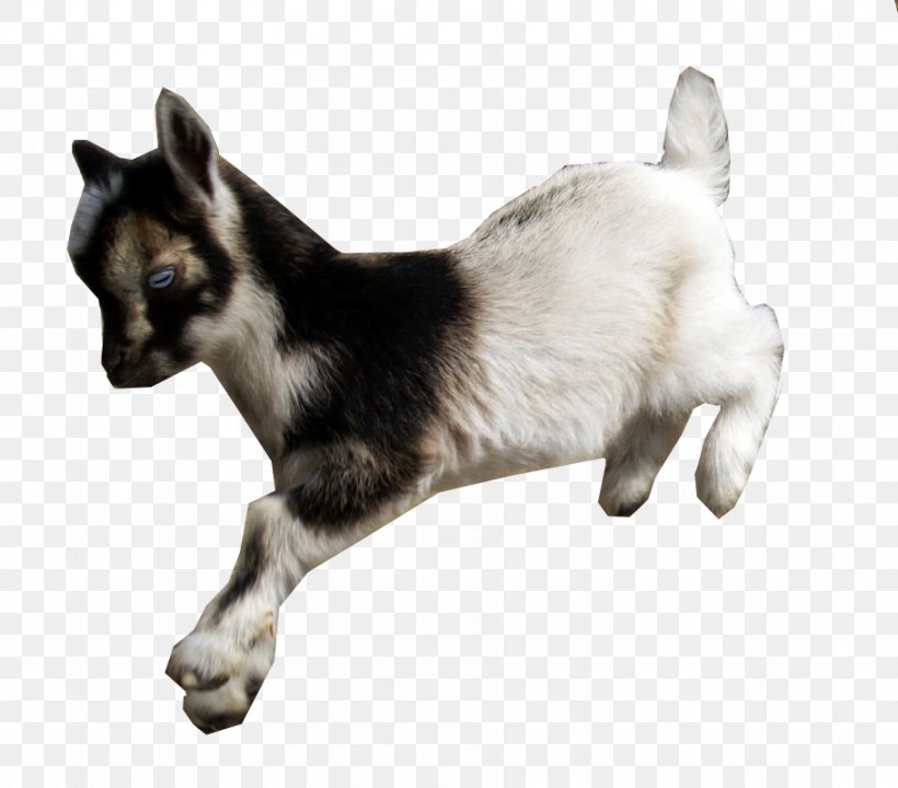American Lamancha Goat Nigerian Dwarf Goat Fainting Goat Cat Animal, PNG, 910x800px, American Lamancha Goat, Animal, Breed, Carnivoran, Cat Download Free