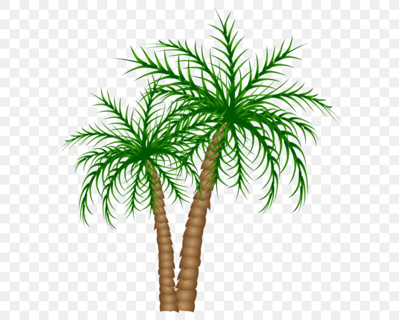 Arecaceae Tree Date Palm Clip Art, PNG, 600x659px, Arecaceae, Arecales, Asian Palmyra Palm, Borassus Flabellifer, Branch Download Free