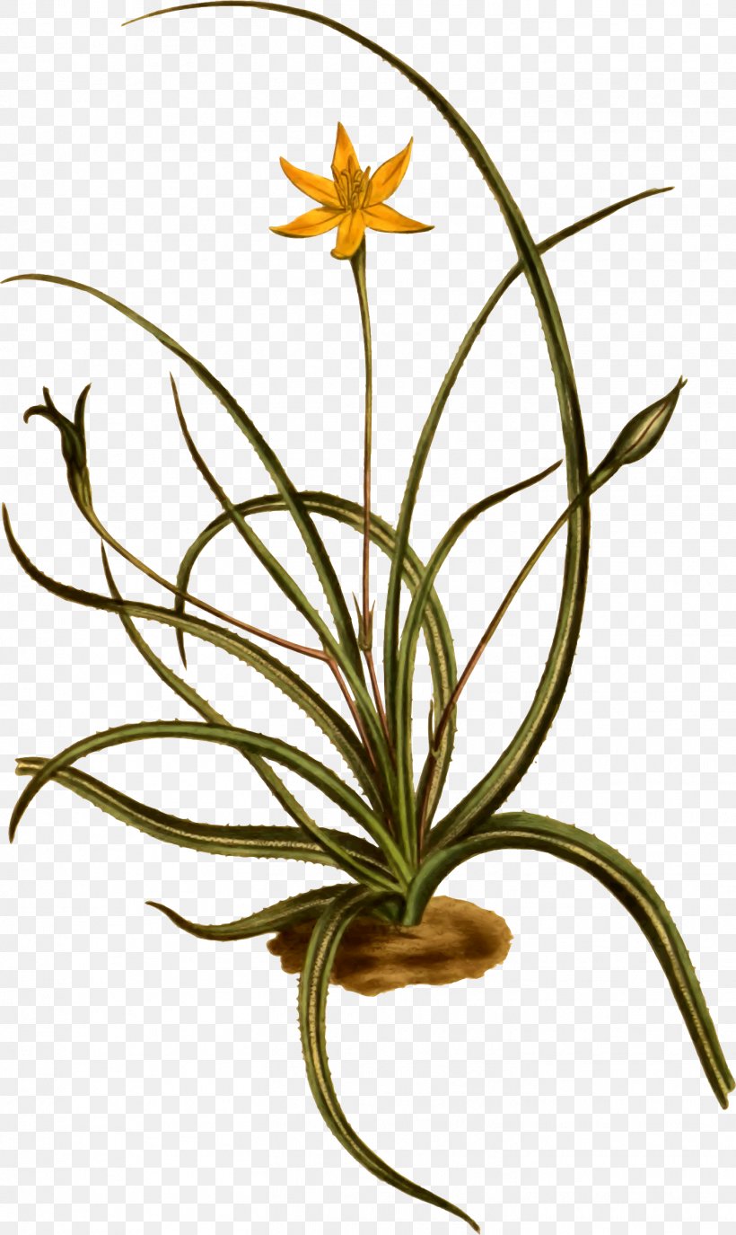 Clip Art Openclipart Flowering Plant Plants Hypoxis, PNG, 1418x2378px, Flowering Plant, Curtiss Botanical Magazine, Cut Flowers, Flora, Flower Download Free