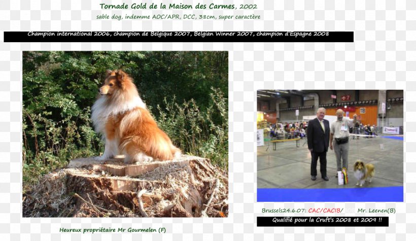 Dog Breed 2002 Mercury Sable Shetland Sheepdog 0, PNG, 1093x634px, 2002, Dog Breed, Advertising, Breed, Dog Download Free