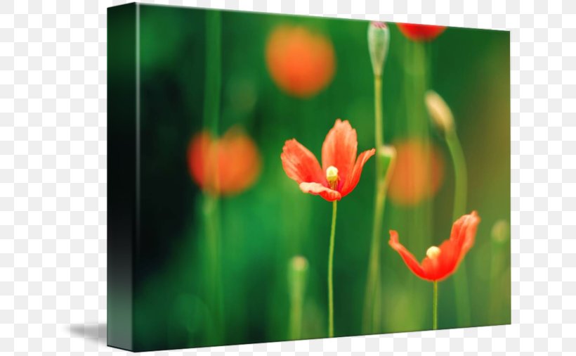 Meadow Tulip Desktop Wallpaper Wildflower Petal, PNG, 650x506px, Meadow, Computer, Coquelicot, Flower, Flowering Plant Download Free
