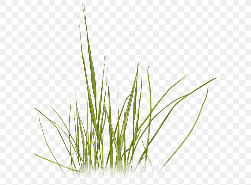 Plant Clip Art, PNG, 600x604px, Plant, Commodity, Grass, Grass Family, Green Download Free