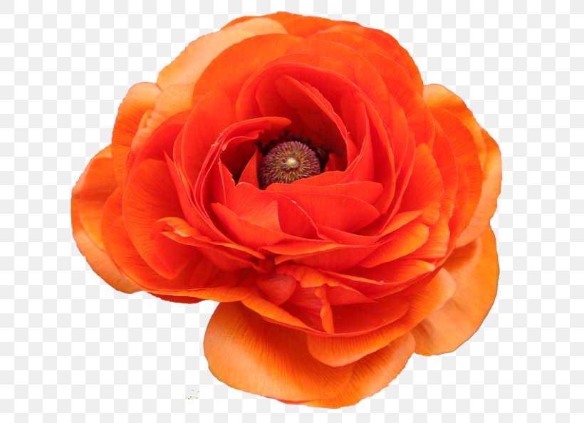 Garden Roses PaintShop Pro PhotoFiltre Flower, PNG, 640x594px, Garden Roses, Color, Cut Flowers, Floral Design, Floribunda Download Free
