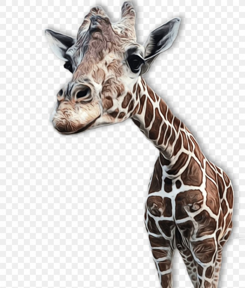 Giraffe Giraffidae Terrestrial Animal Wildlife Head, PNG, 1000x1176px, Watercolor, Animal Figure, Giraffe, Giraffidae, Head Download Free