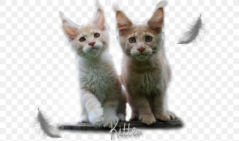 Kitten Maine Coon American Wirehair Javanese Cat German Rex, PNG, 642x484px, Kitten, American Wirehair, Carnivoran, Cat, Cat Like Mammal Download Free