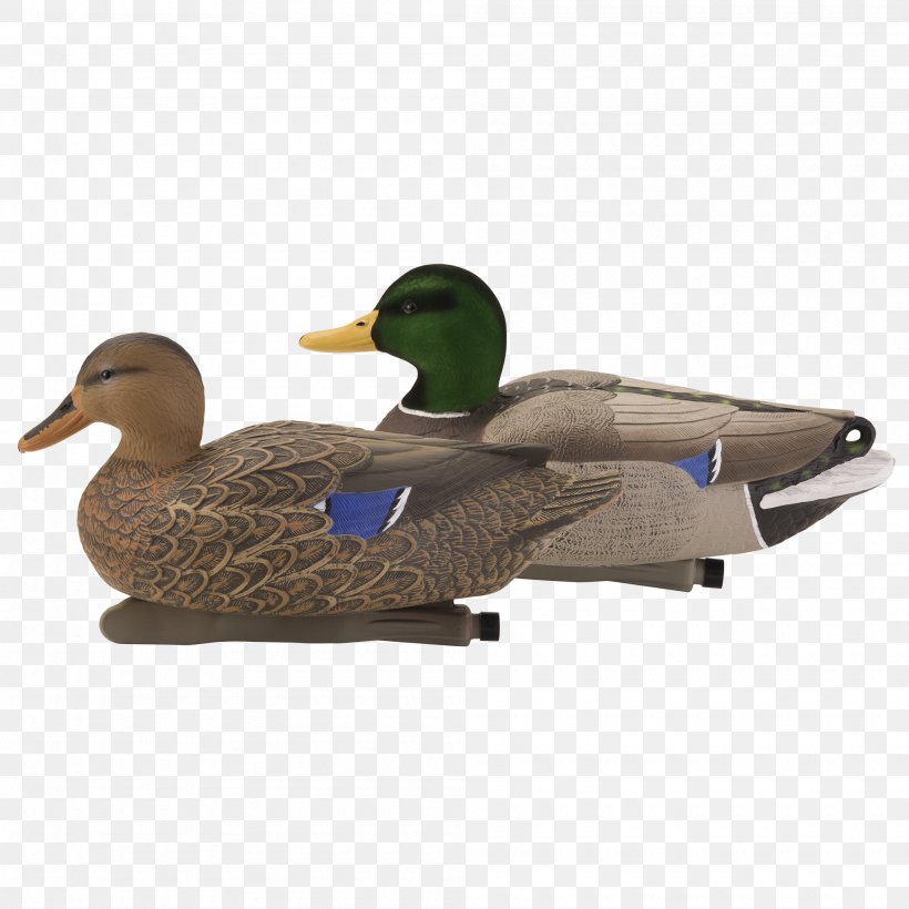 Mallard Duck Bird American Pekin Goose, PNG, 2000x2000px, Mallard, American Pekin, Beak, Bird, Decoy Download Free