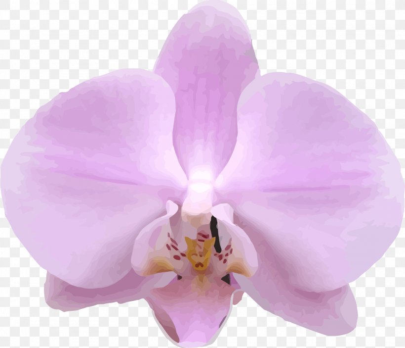 Moth Orchids Plant Lilac Cattleya Orchids, PNG, 1977x1696px, Orchids, Cattleya, Cattleya Orchids, Family, Flower Download Free