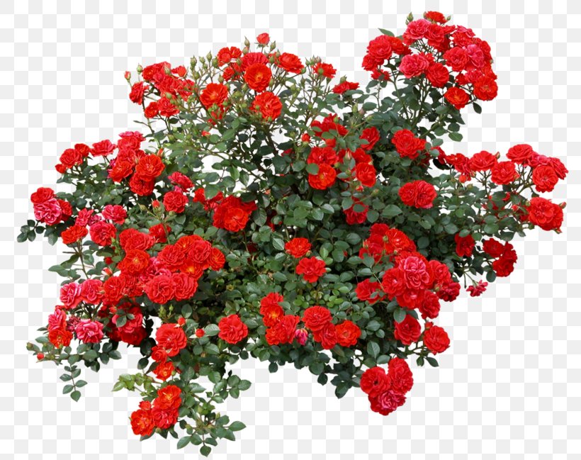 Clip Art Shrub Garden Roses Image, PNG, 800x649px, Shrub, Annual Plant, Floral Design, Floribunda, Flower Download Free