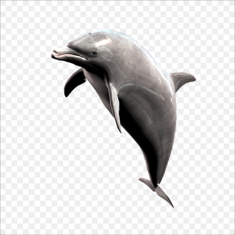 Short-beaked Common Dolphin Striped Dolphin Whale, PNG, 1773x1773px, Shortbeaked Common Dolphin, Animal, Beak, Common Bottlenose Dolphin, Common Dolphin Download Free