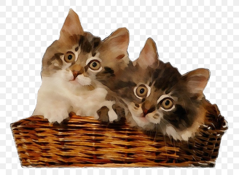 Cat Small To Medium-sized Cats Kitten Whiskers Basket, PNG, 800x600px, Watercolor, American Bobtail, Asian, Basket, Cat Download Free