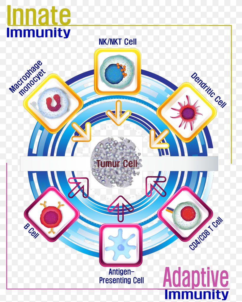 Cell Therapy Immunity Natural Killer Cell Cancer Cell, PNG, 799x1024px, Cell Therapy, Area, Bone Marrow, Cancer, Cancer Cell Download Free