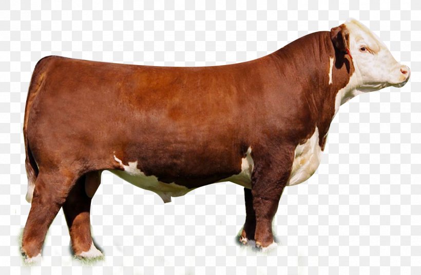 Hereford Cattle Angus Cattle Shorthorn Limousin Cattle Simmental Cattle, PNG, 1288x845px, Hereford Cattle, Agriculture, Angus Cattle, Belgian Blue, Bull Download Free