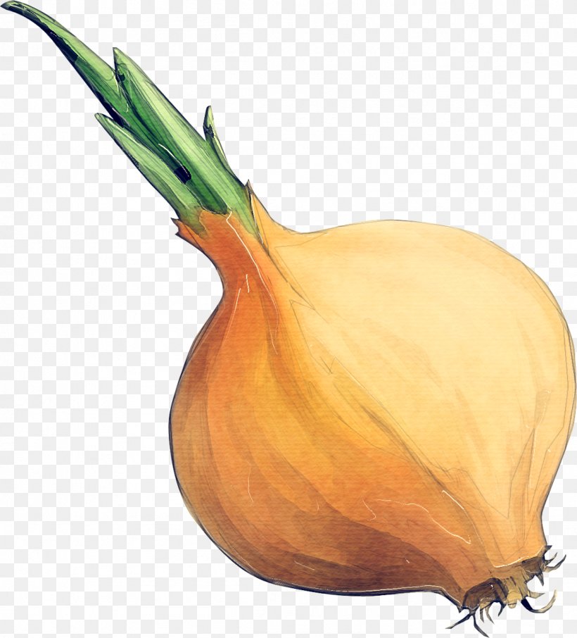 Yellow Onion Onion Vegetable Shallot Plant, PNG, 1158x1280px, Yellow Onion, Allium, Food, Natural Foods, Onion Download Free