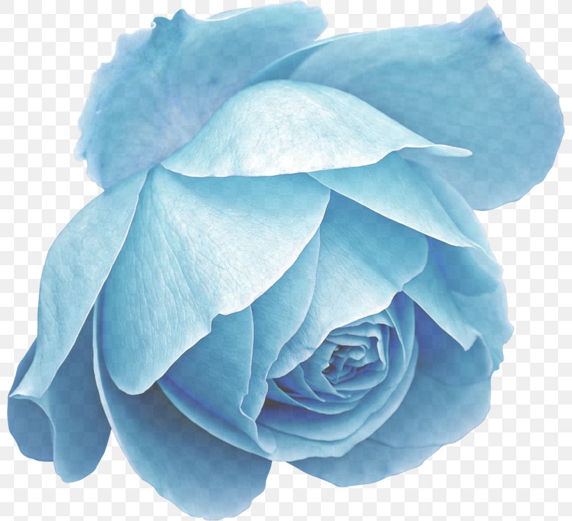 Blue Rose, PNG, 800x747px, Blue, Blue Rose, Flower, Petal, Plant Download Free