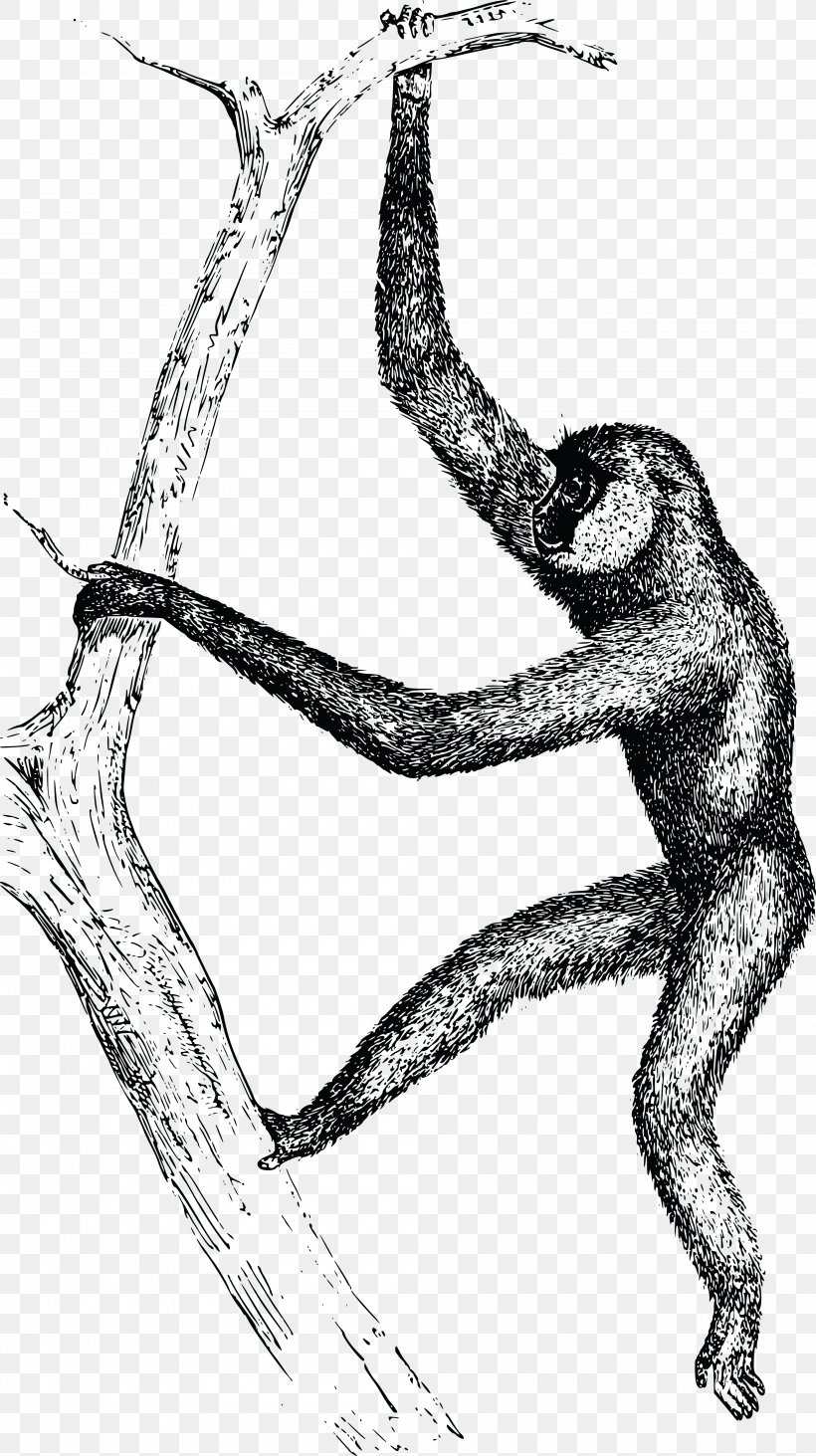Gibbon Homo Sapiens Clip Art, PNG, 4000x7138px, Watercolor, Cartoon, Flower, Frame, Heart Download Free