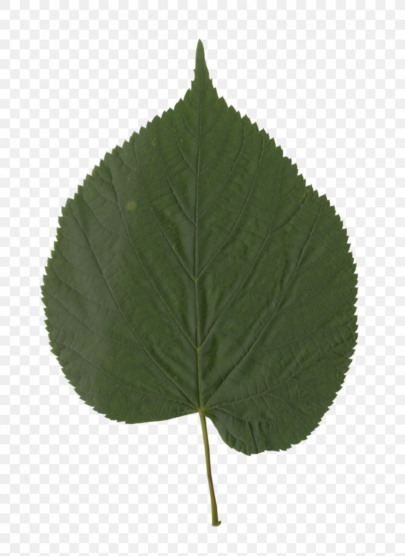 Leaf Plant Stem, PNG, 830x1140px, Leaf, Plant, Plant Stem Download Free