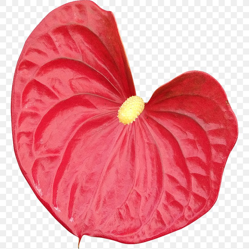 Petal Royalty-free Photography Flower, PNG, 750x822px, 4k Resolution, Petal, Clipping Path, Display Resolution, Flower Download Free