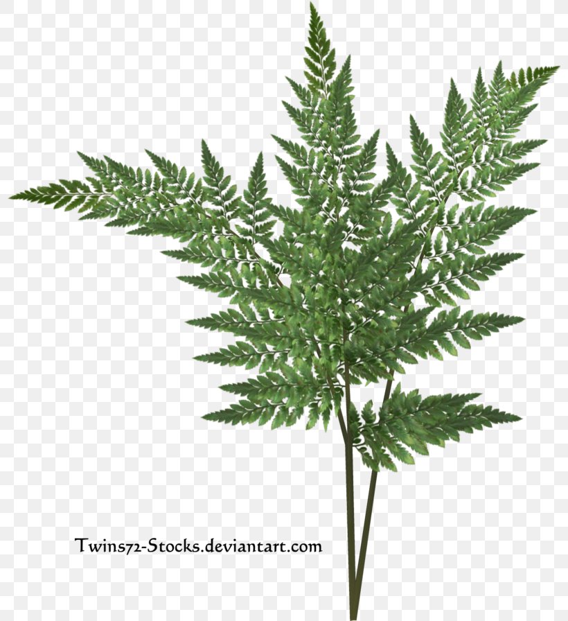 Shrub Fern Plant Tree Pine, PNG, 800x896px, Shrub, Burknar, Conifer Cone, Crocus, Fern Download Free
