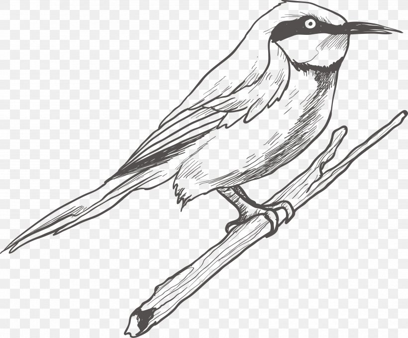 Bird Drawing Sketch, PNG, 3513x2911px, Bird, Art, Beak, Black And White, Croquis Download Free