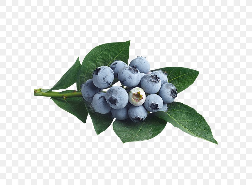 Blueberry Bilberry Fruit Juice, PNG, 600x600px, Blueberry, Aronia, Berry, Bilberry, Chokeberry Download Free